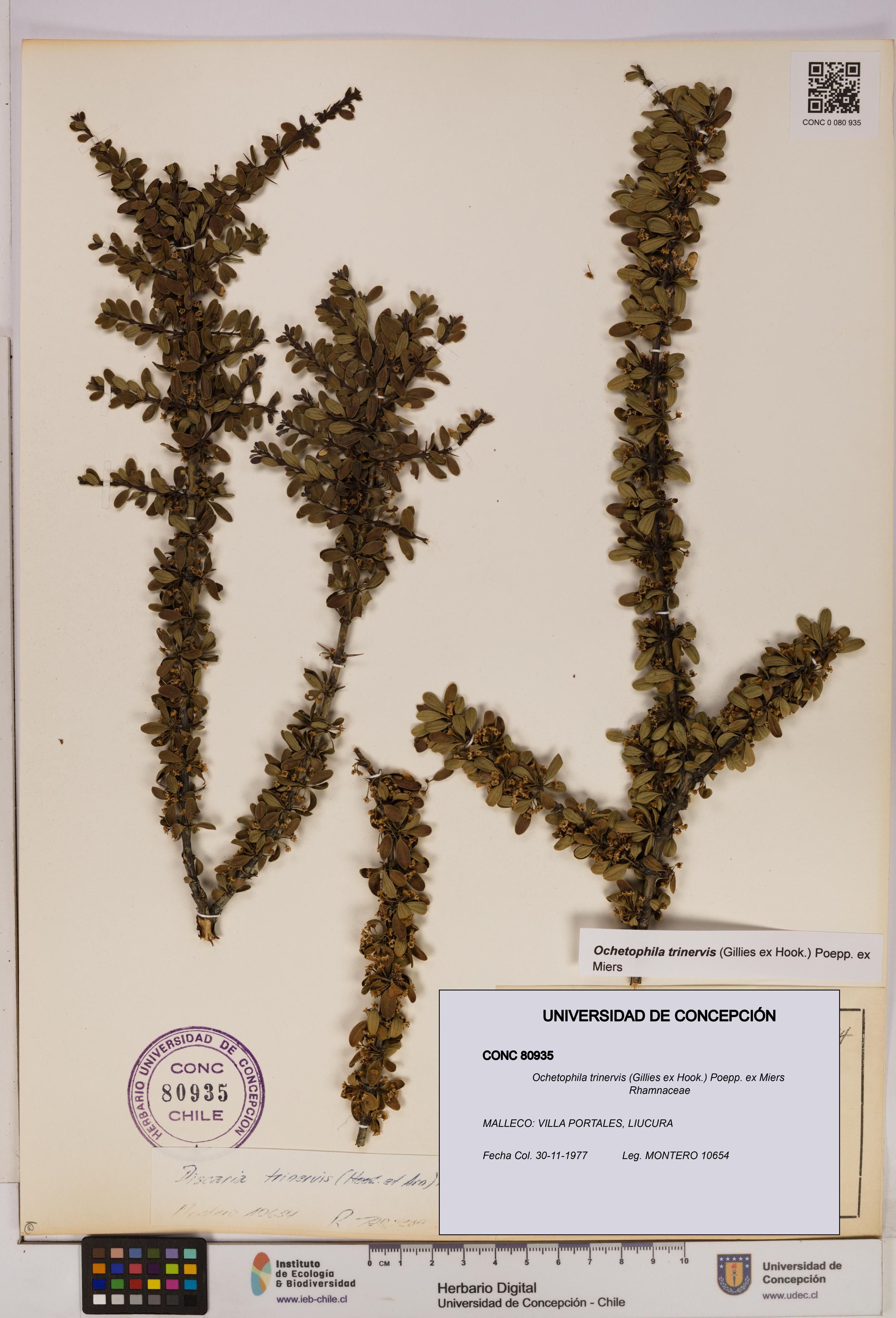 Ochetophila trinervis [Espécimen: UDEC:CONC:0080935]