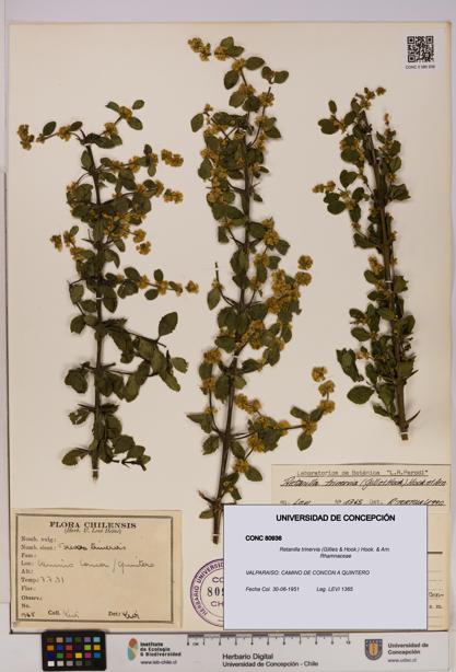 Retanilla trinervia [Espécimen: UDEC:CONC:0080936]