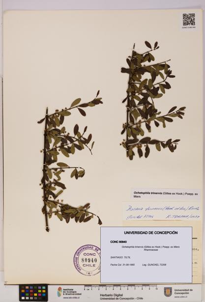 Ochetophila trinervis [Espécimen: UDEC:CONC:0080940]