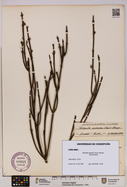 Retanilla ephedra [Espécimen: UDEC:CONC:0080941]