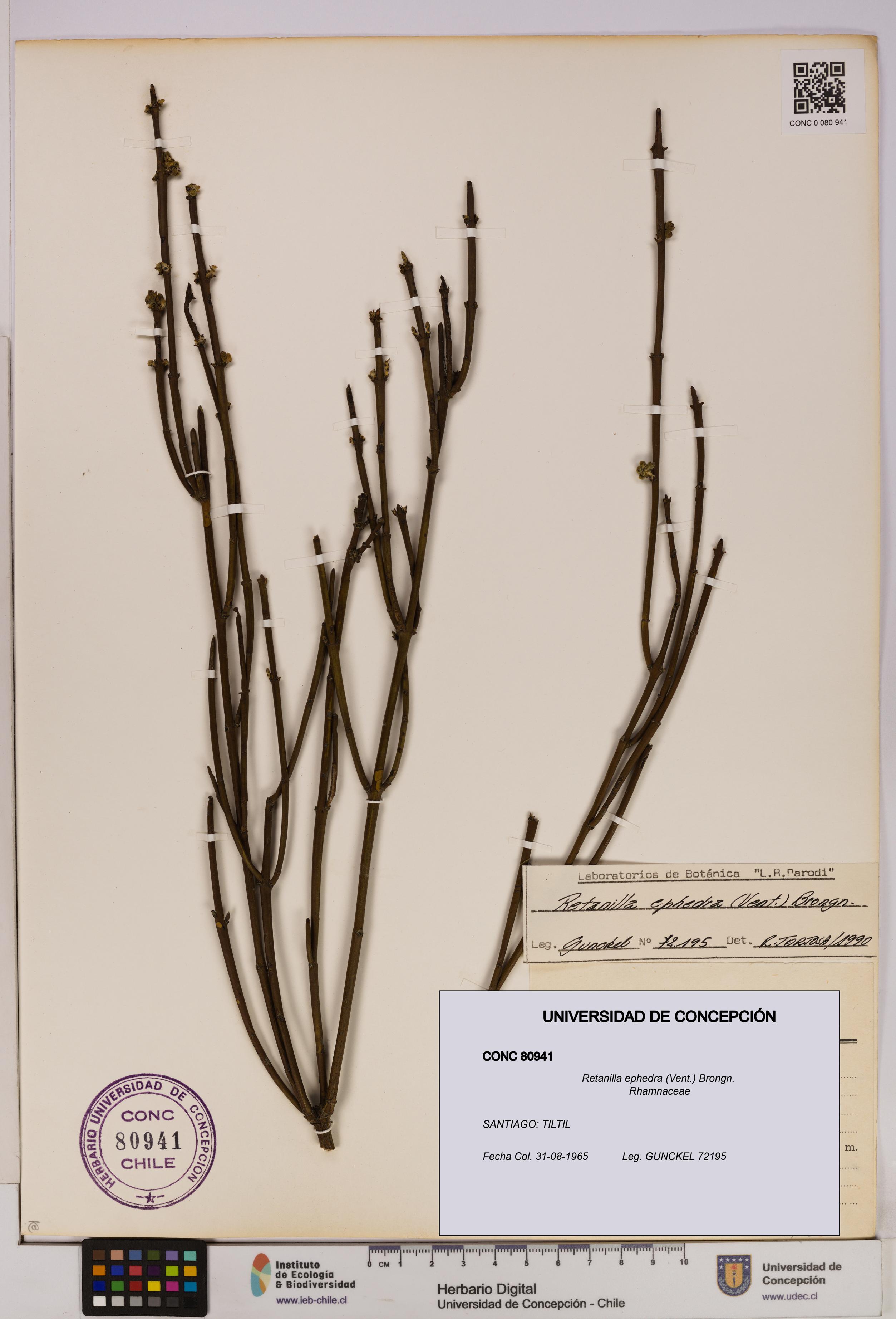 Retanilla ephedra [Espécimen: UDEC:CONC:0080941]