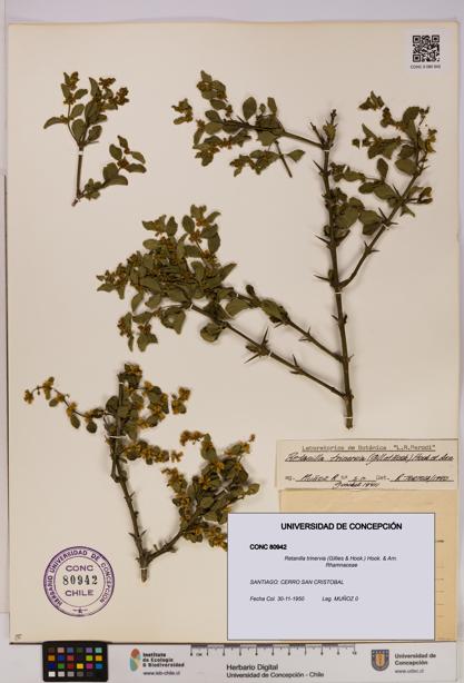 Retanilla trinervia [Espécimen: UDEC:CONC:0080942]