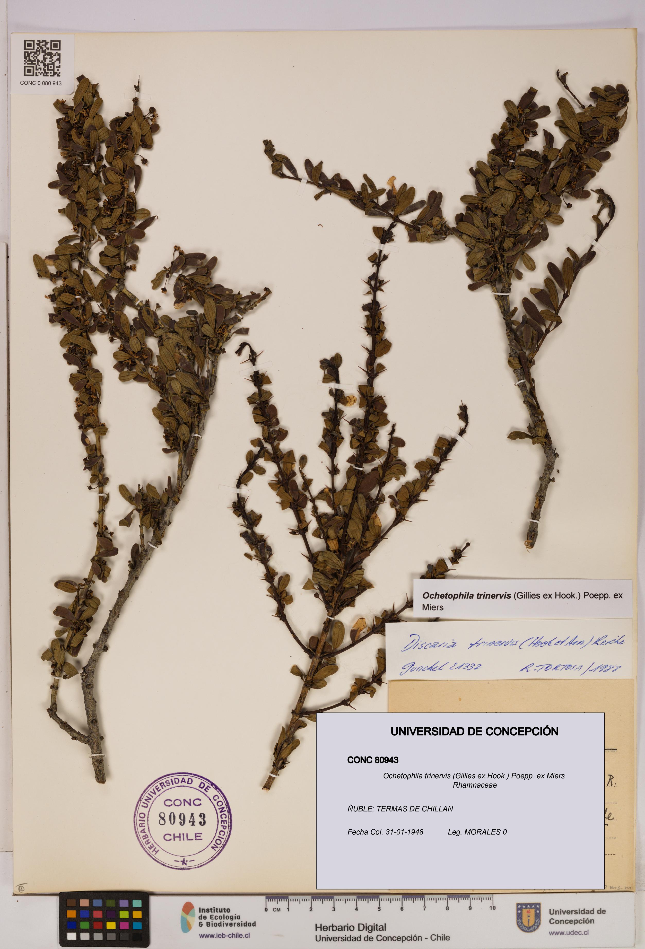 Ochetophila trinervis [Espécimen: UDEC:CONC:0080943]