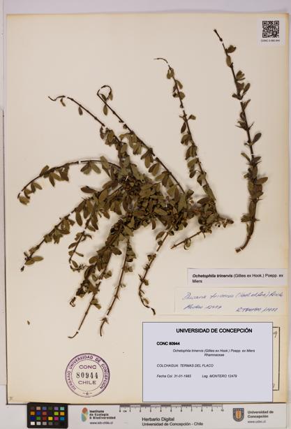 Ochetophila trinervis [Espécimen: UDEC:CONC:0080944]