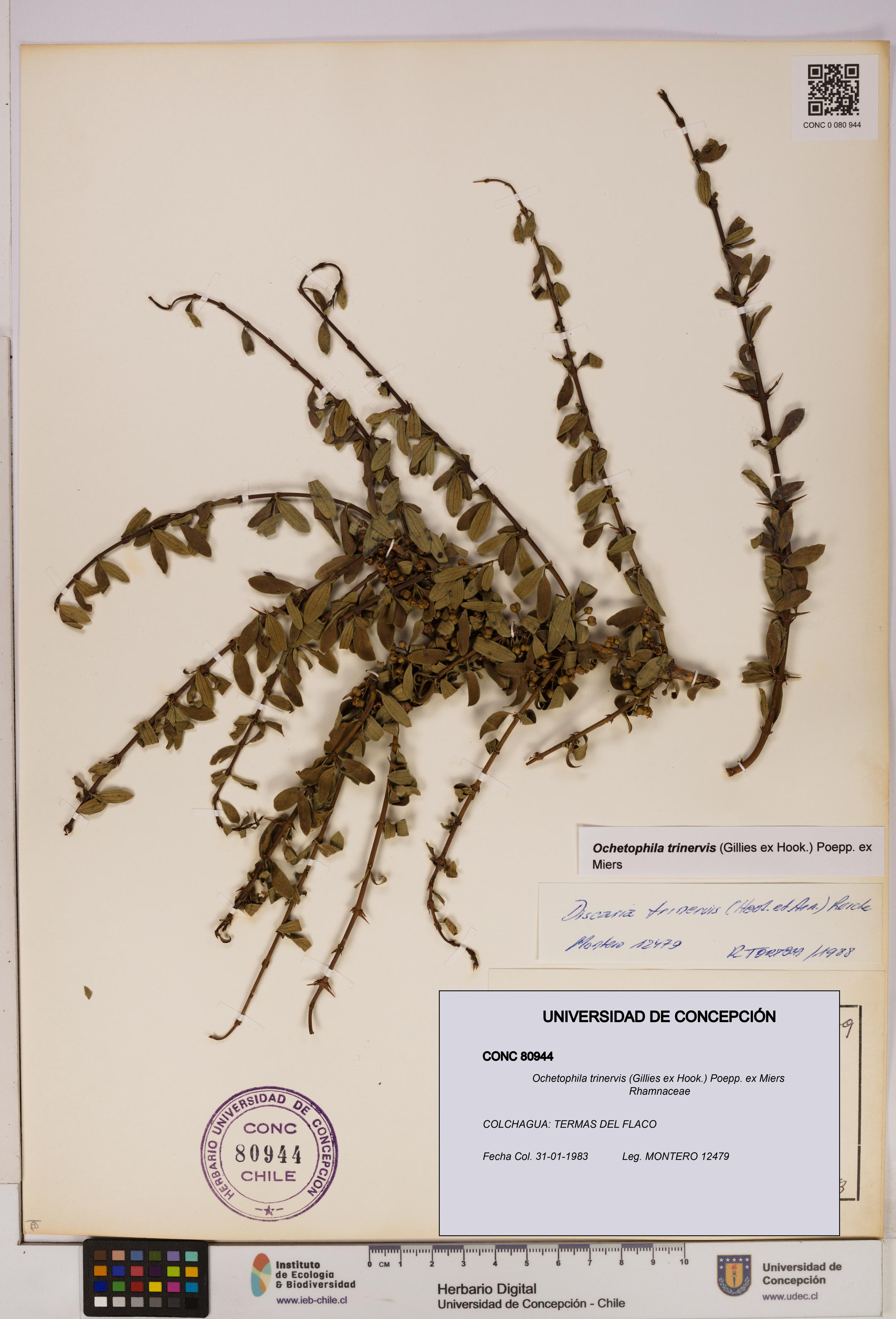 Ochetophila trinervis [Espécimen: UDEC:CONC:0080944]