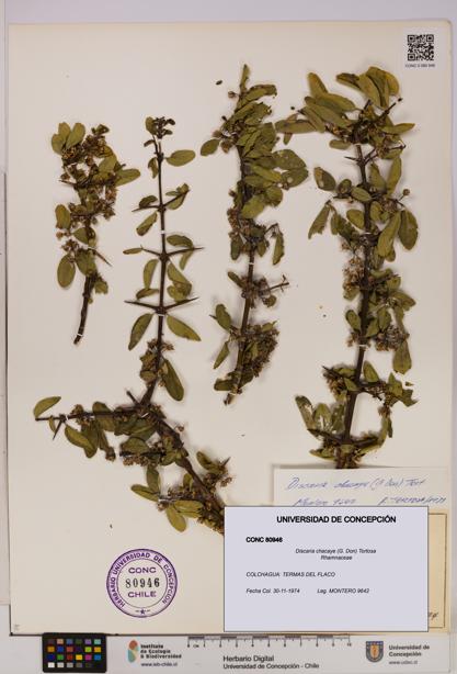 Discaria chacaye [Espécimen: UDEC:CONC:0080946]