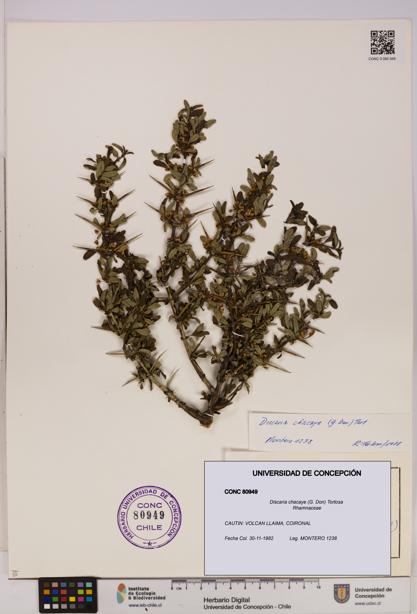 Discaria chacaye [Espécimen: UDEC:CONC:0080949]