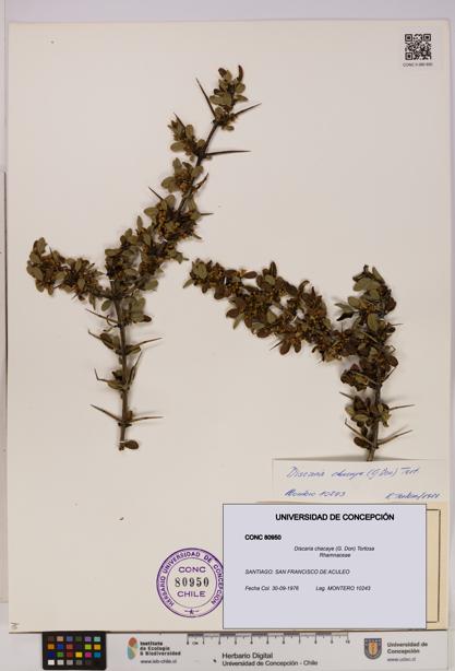 Discaria chacaye [Espécimen: UDEC:CONC:0080950]
