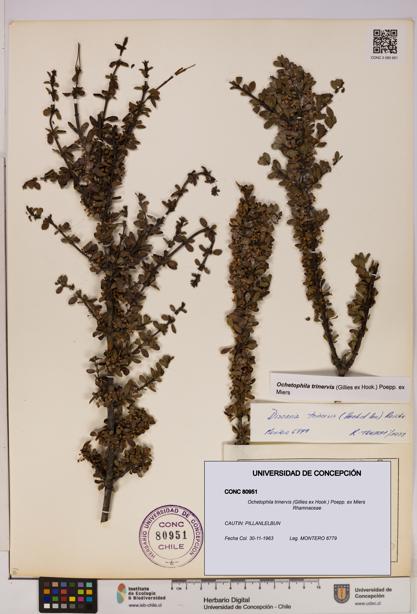 Ochetophila trinervis [Espécimen: UDEC:CONC:0080951]