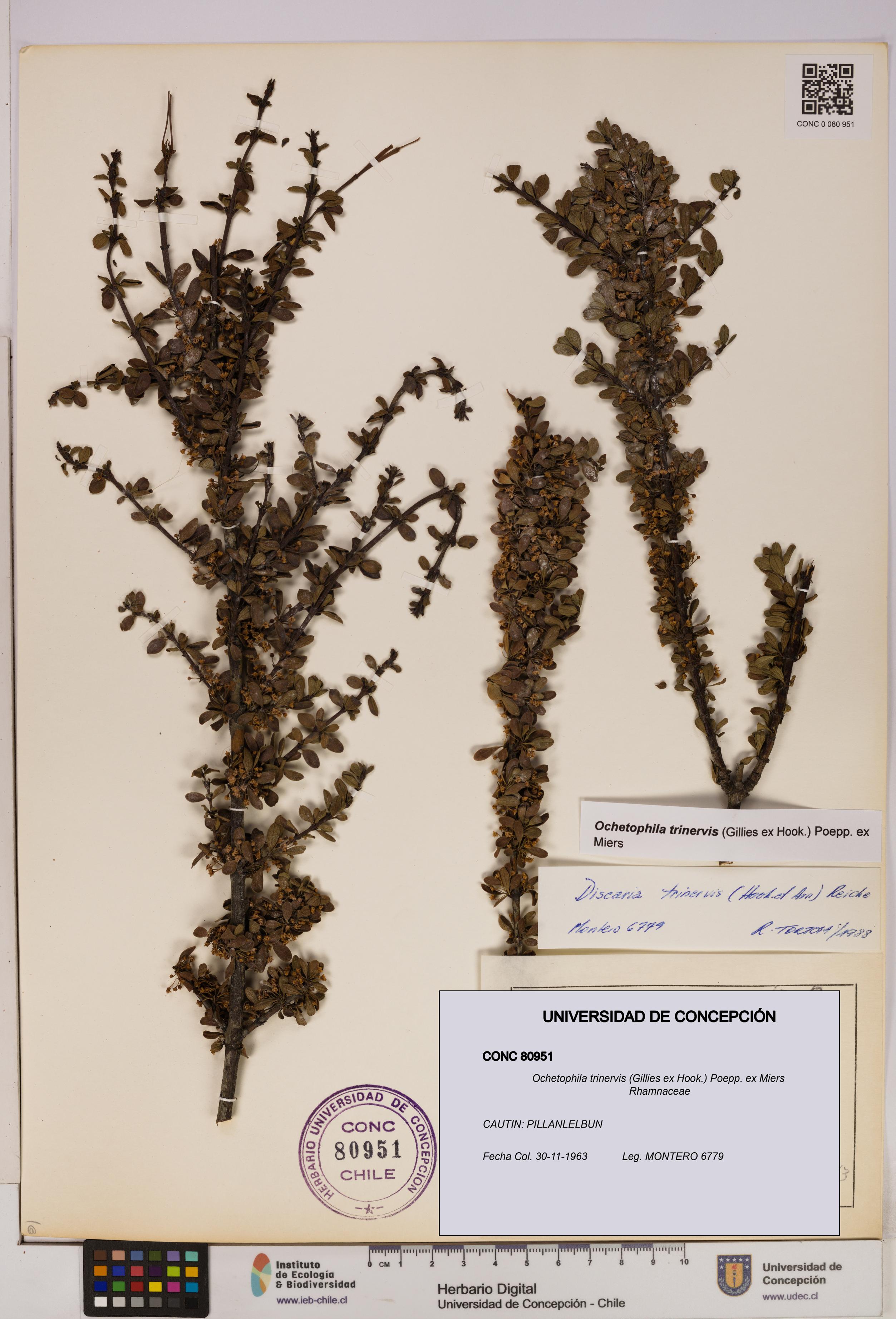 Ochetophila trinervis [Espécimen: UDEC:CONC:0080951]