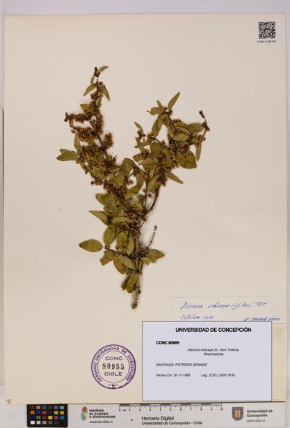 Discaria chacaye [Espécimen: UDEC:CONC:0080955]