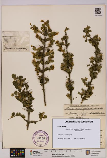 Retanilla trinervia [Espécimen: UDEC:CONC:0080956]