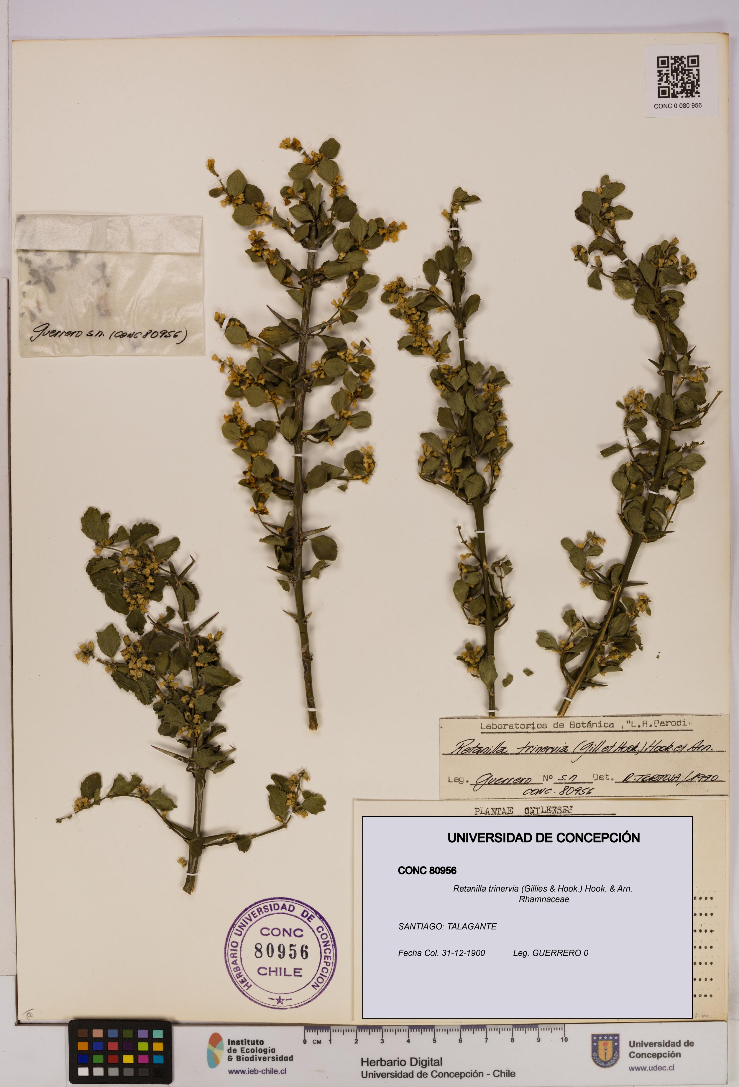 Retanilla trinervia [Espécimen: UDEC:CONC:0080956]