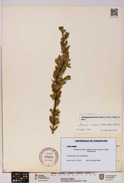 Ochetophila trinervis [Espécimen: UDEC:CONC:0080958]