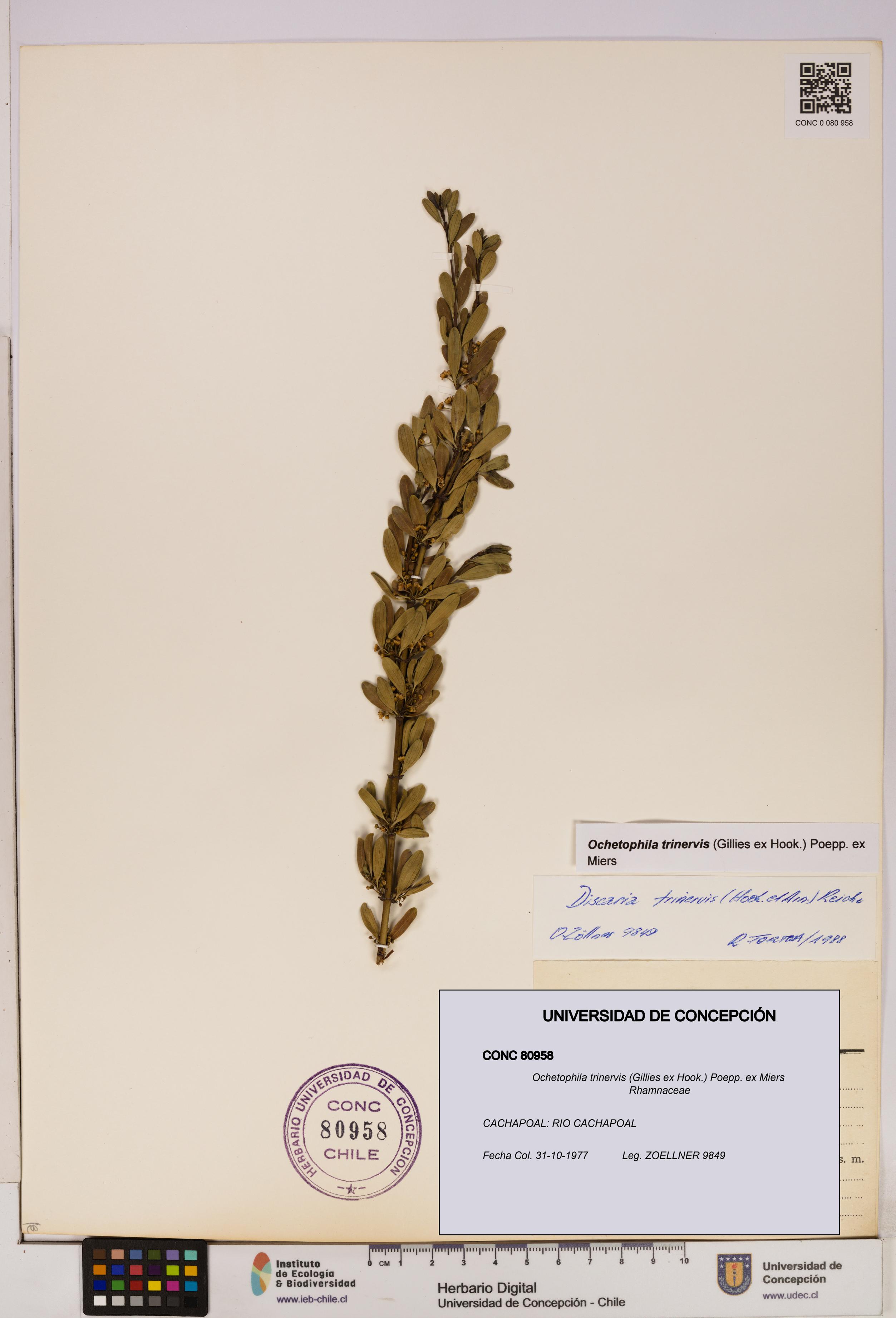 Ochetophila trinervis [Espécimen: UDEC:CONC:0080958]