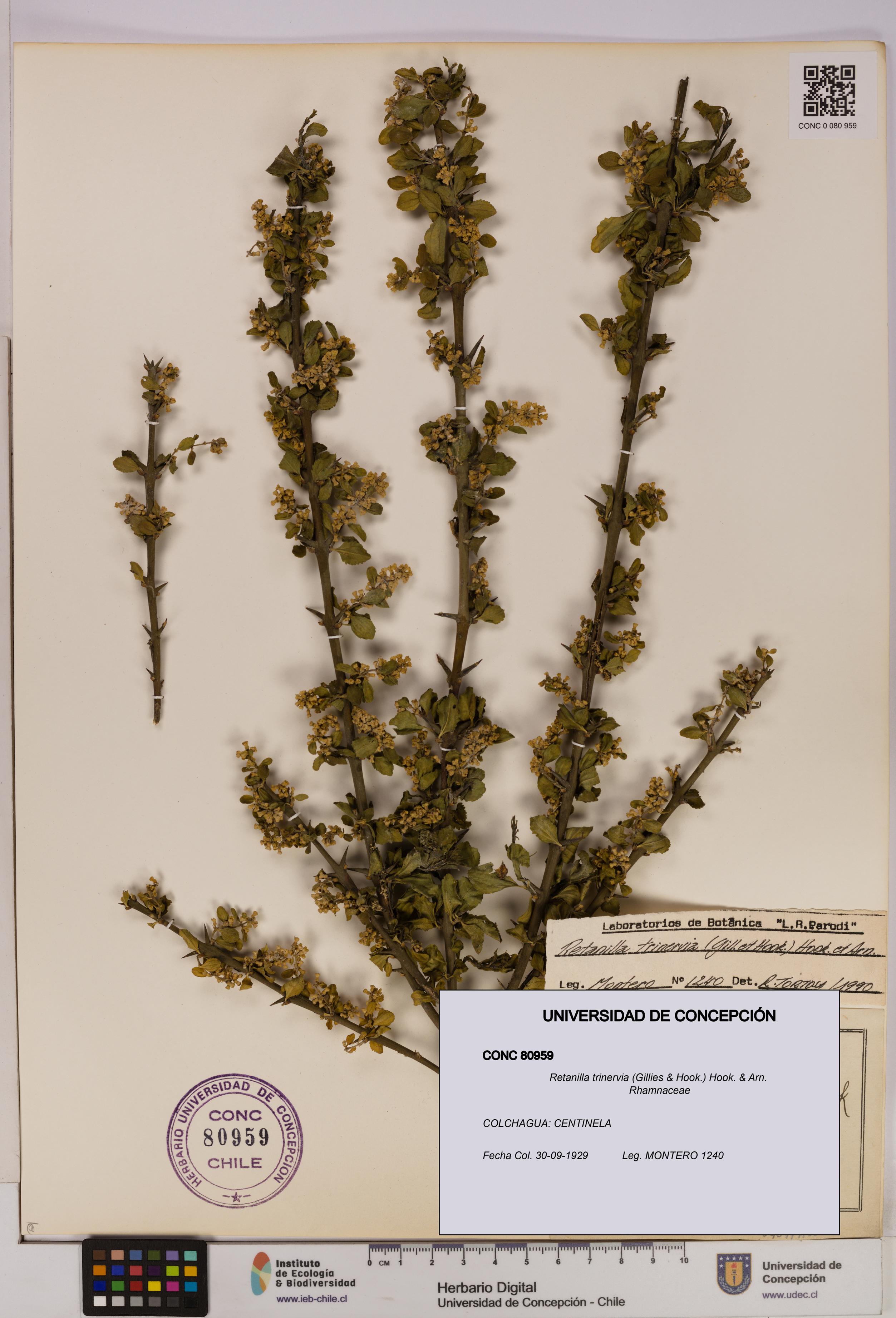 Retanilla trinervia [Espécimen: UDEC:CONC:0080959]