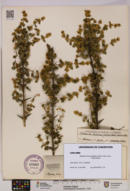 Retanilla trinervia [Espécimen: UDEC:CONC:0080960]