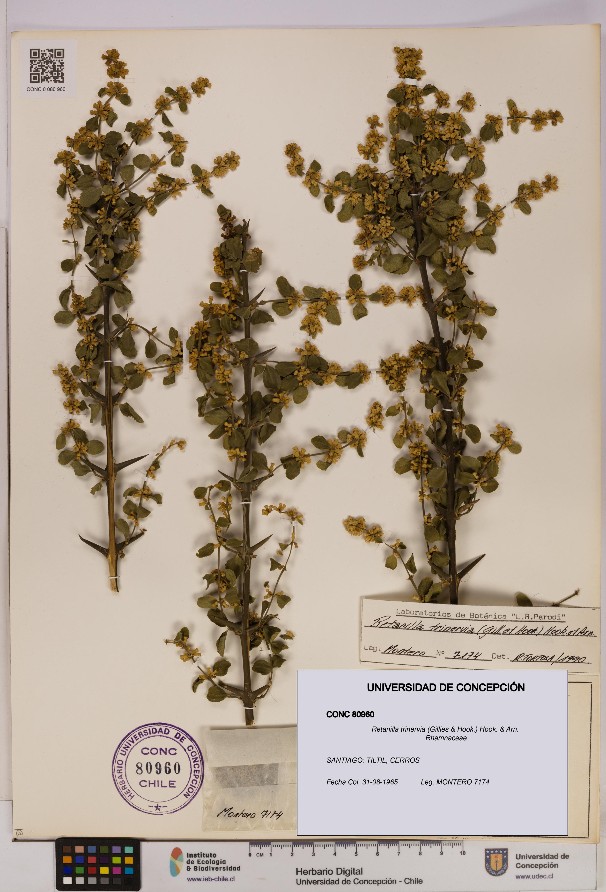 Retanilla trinervia [Espécimen: UDEC:CONC:0080960]