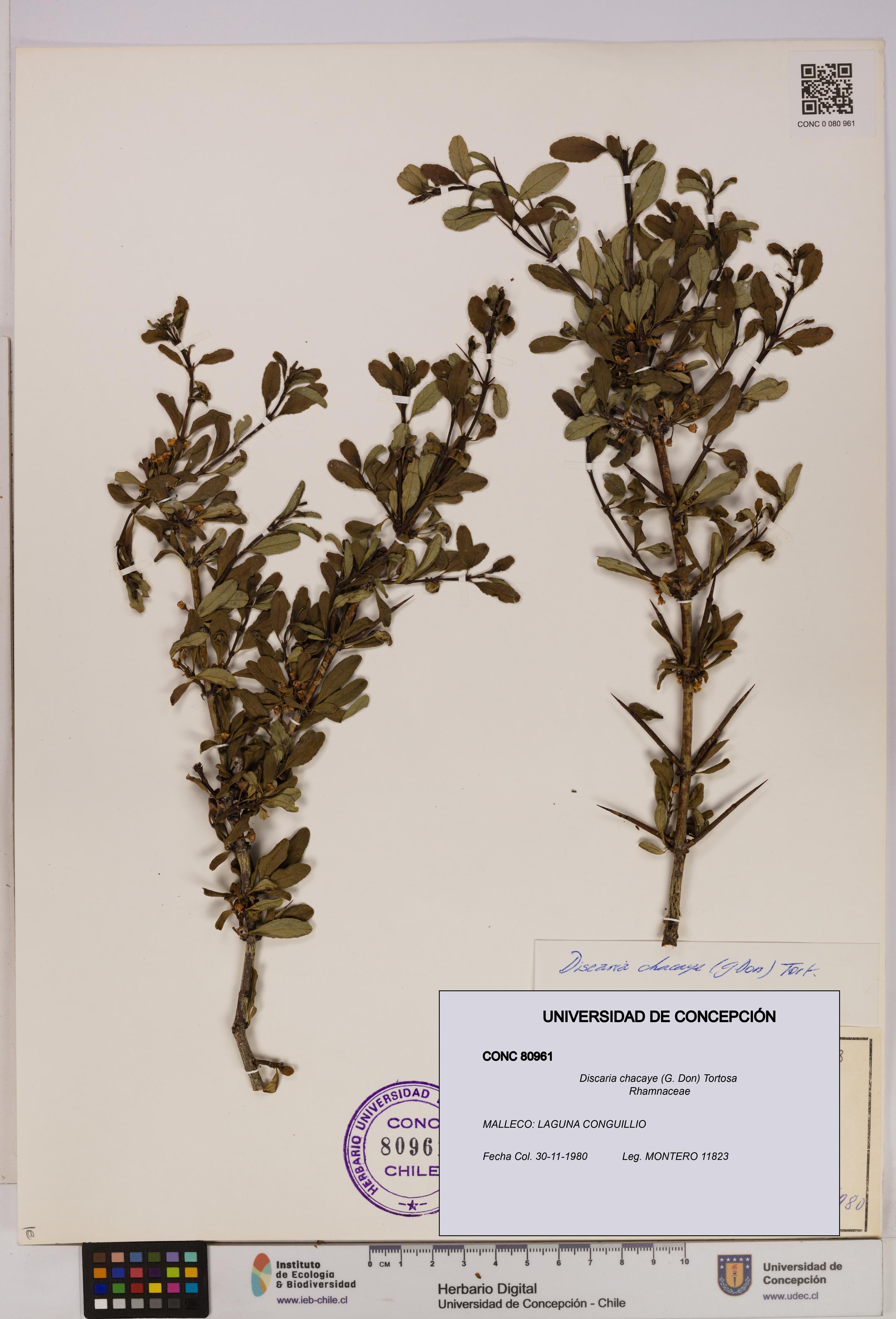 Discaria chacaye [Espécimen: UDEC:CONC:0080961]
