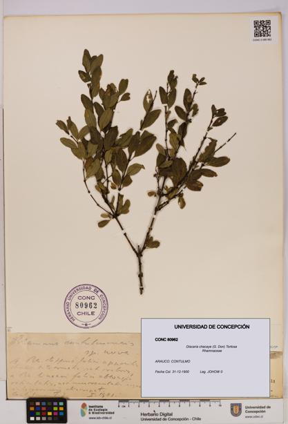 Discaria chacaye [Espécimen: UDEC:CONC:0080962]