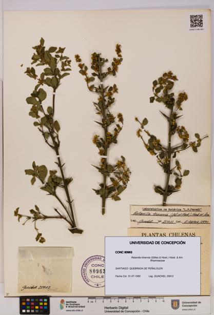 Retanilla trinervia [Espécimen: UDEC:CONC:0080963]