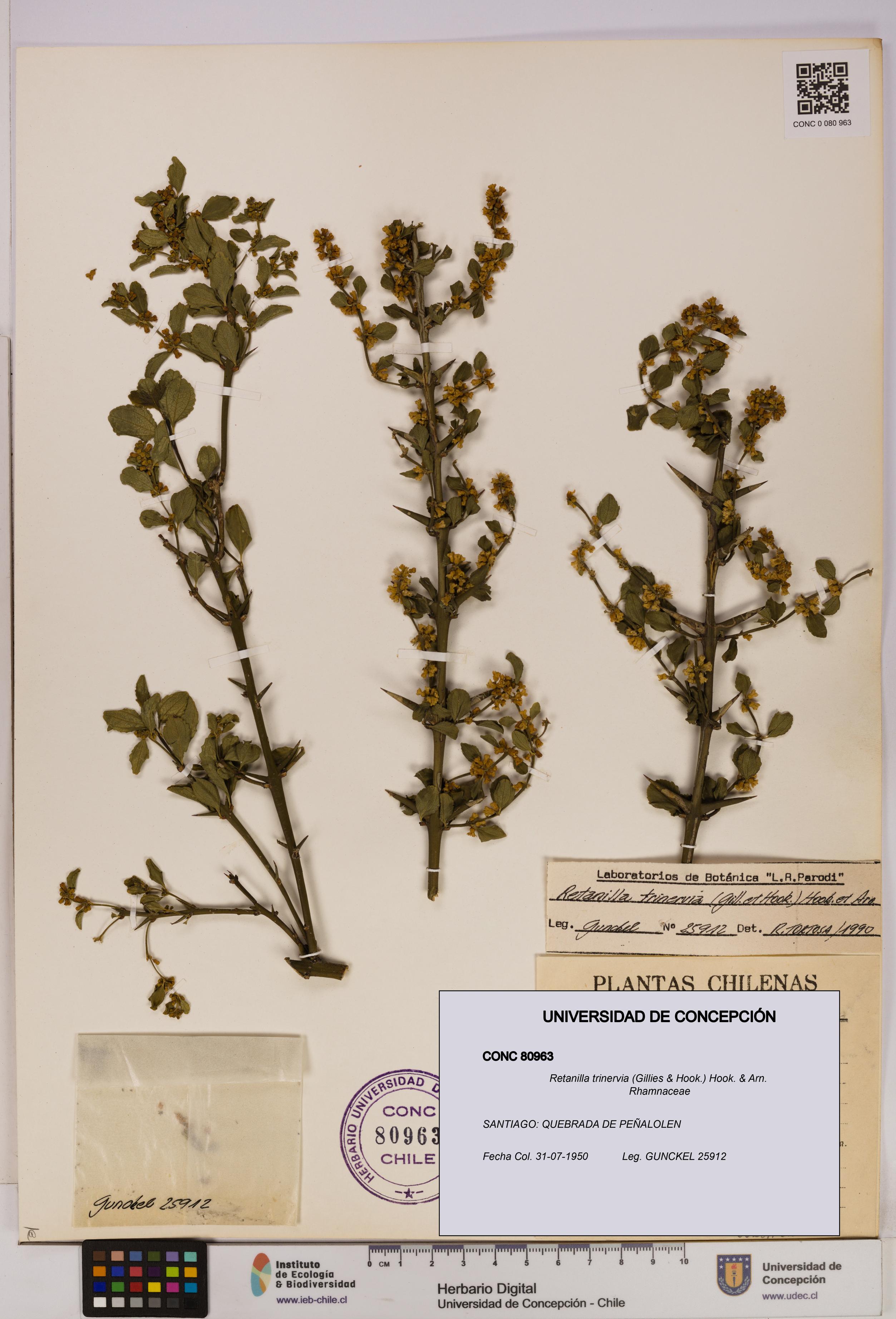 Retanilla trinervia [Espécimen: UDEC:CONC:0080963]