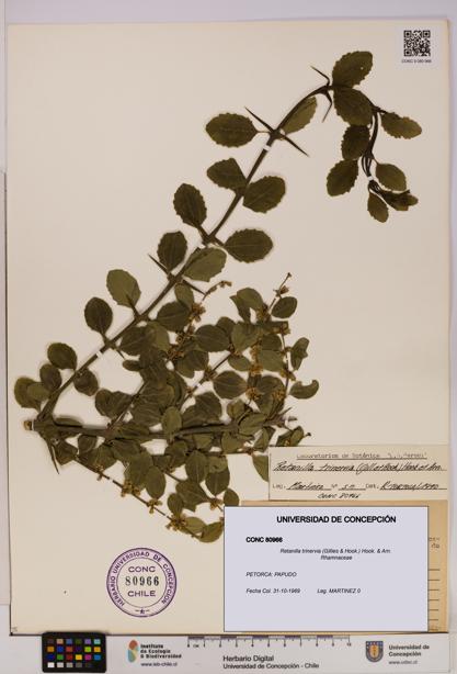 Retanilla trinervia [Espécimen: UDEC:CONC:0080966]