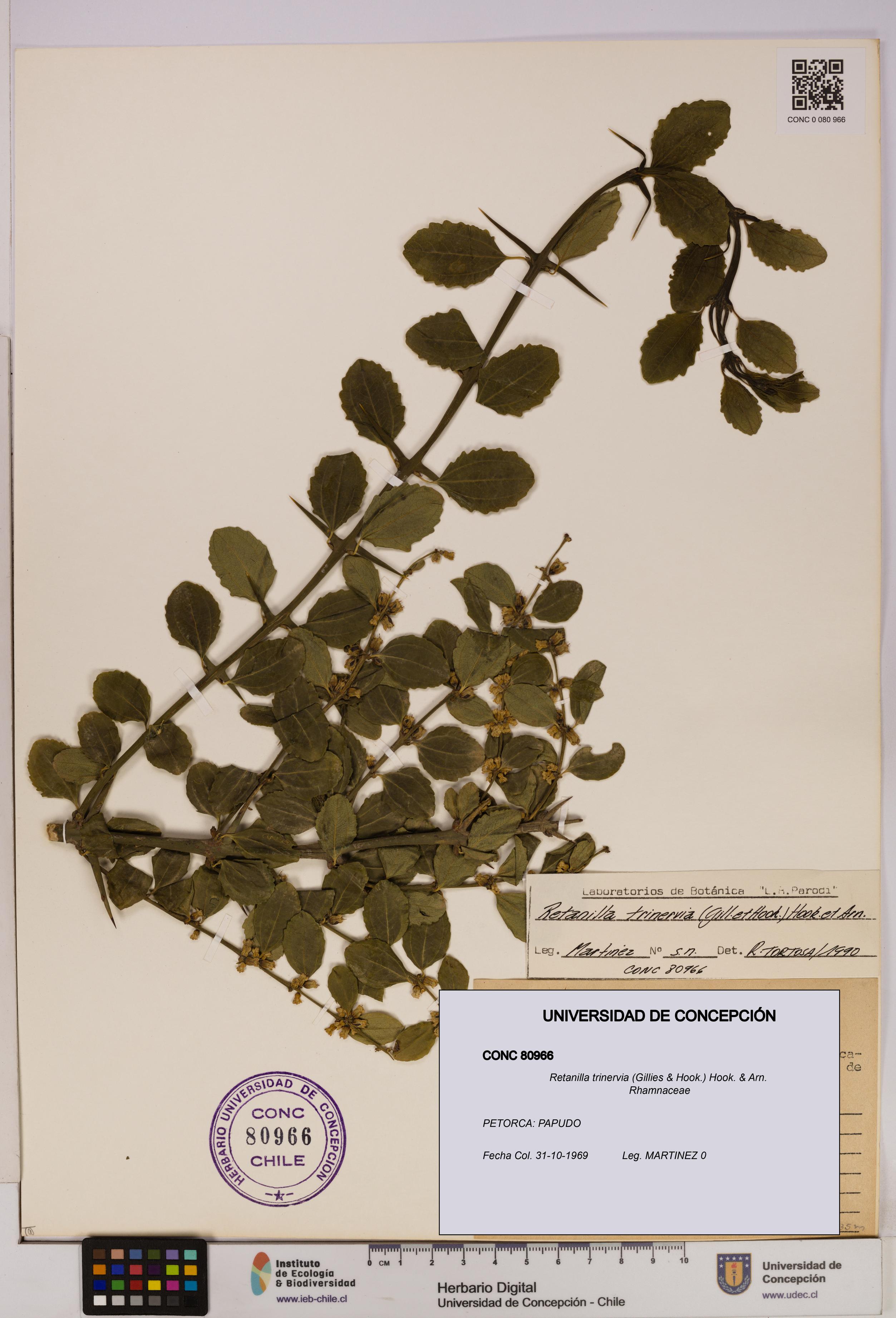 Retanilla trinervia [Espécimen: UDEC:CONC:0080966]