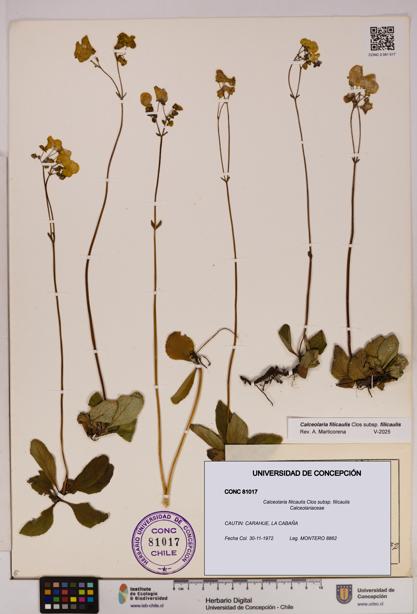 Calceolaria filicaulis subsp. filicaulis [Espécimen: UDEC:CONC:0081017]