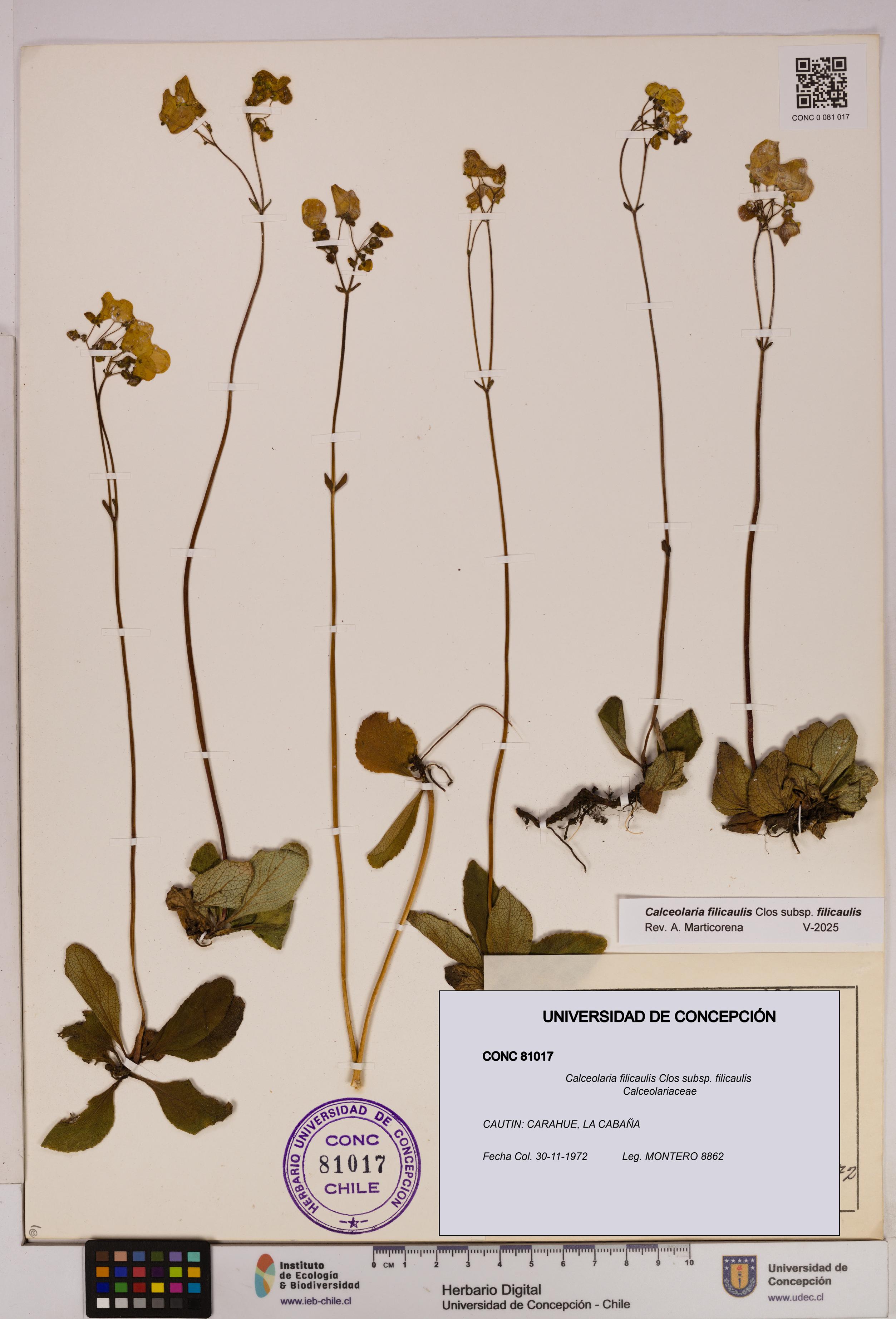 Calceolaria filicaulis subsp. filicaulis [Espécimen: UDEC:CONC:0081017]
