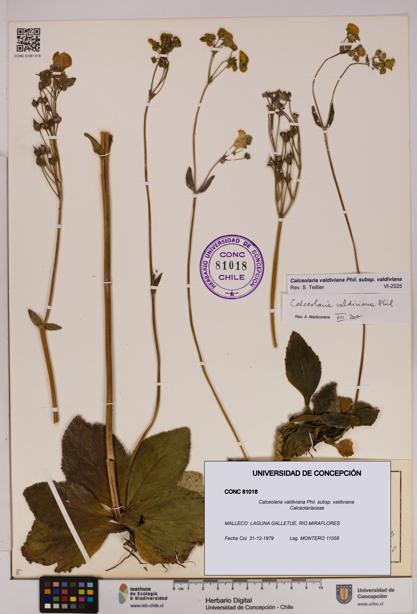 Calceolaria valdiviana subsp. valdiviana [Espécimen: UDEC:CONC:0081018]