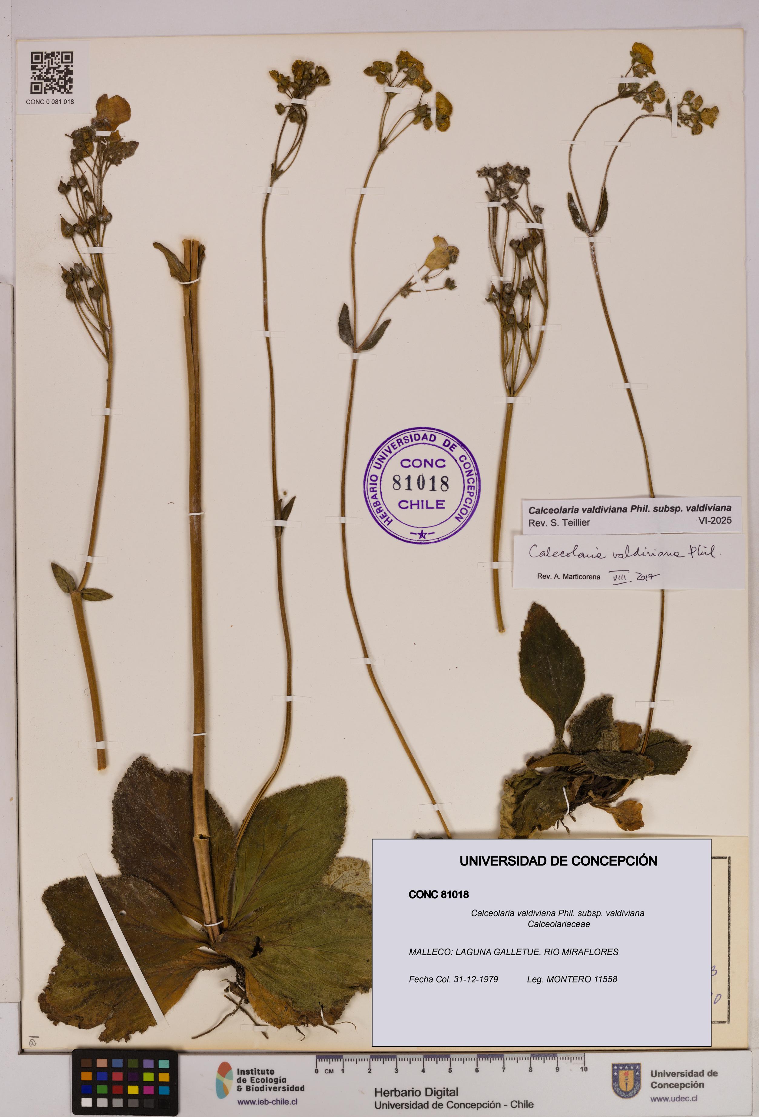 Calceolaria valdiviana subsp. valdiviana [Espécimen: UDEC:CONC:0081018]