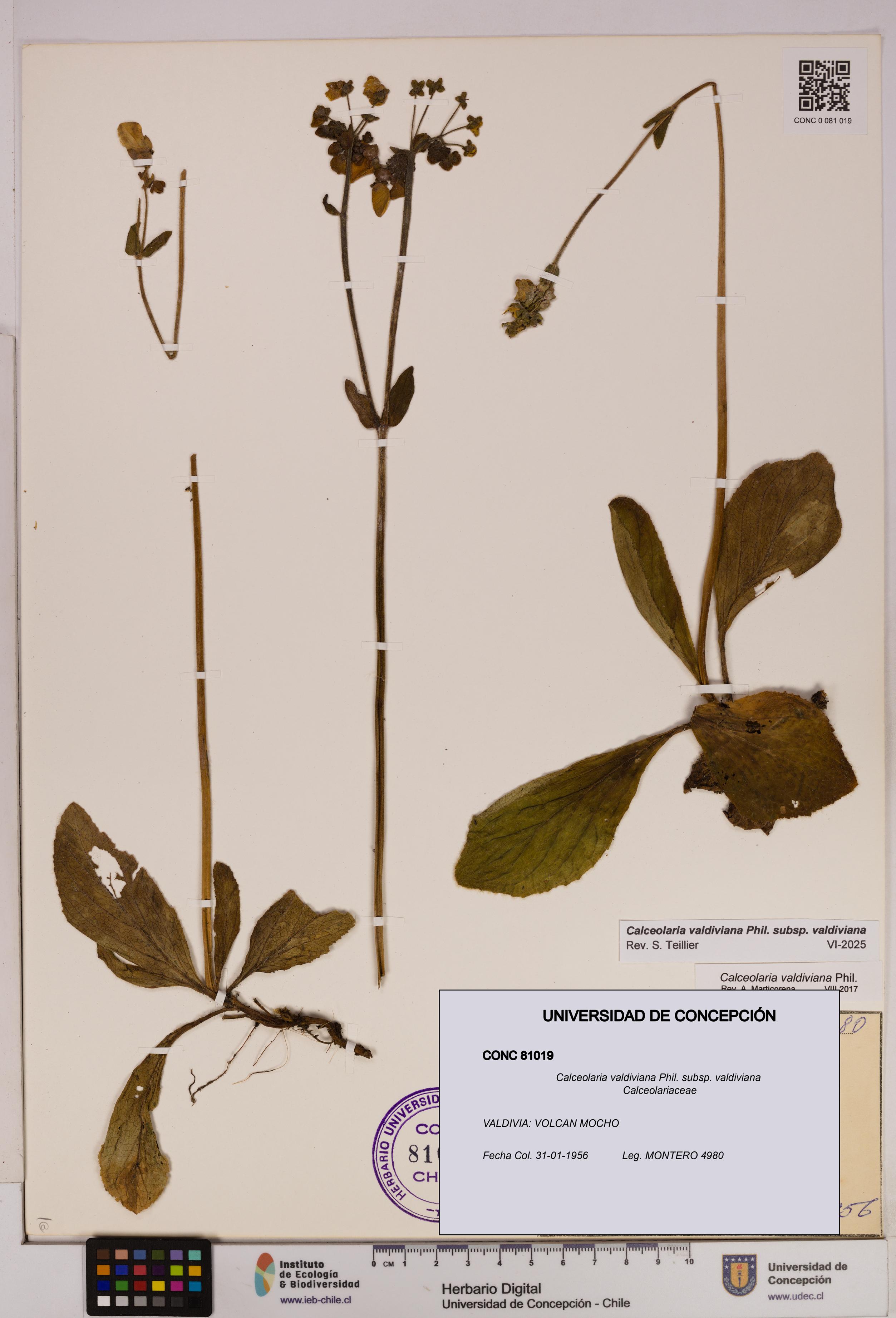 Calceolaria valdiviana [Espécimen: UDEC:CONC:0081019]
