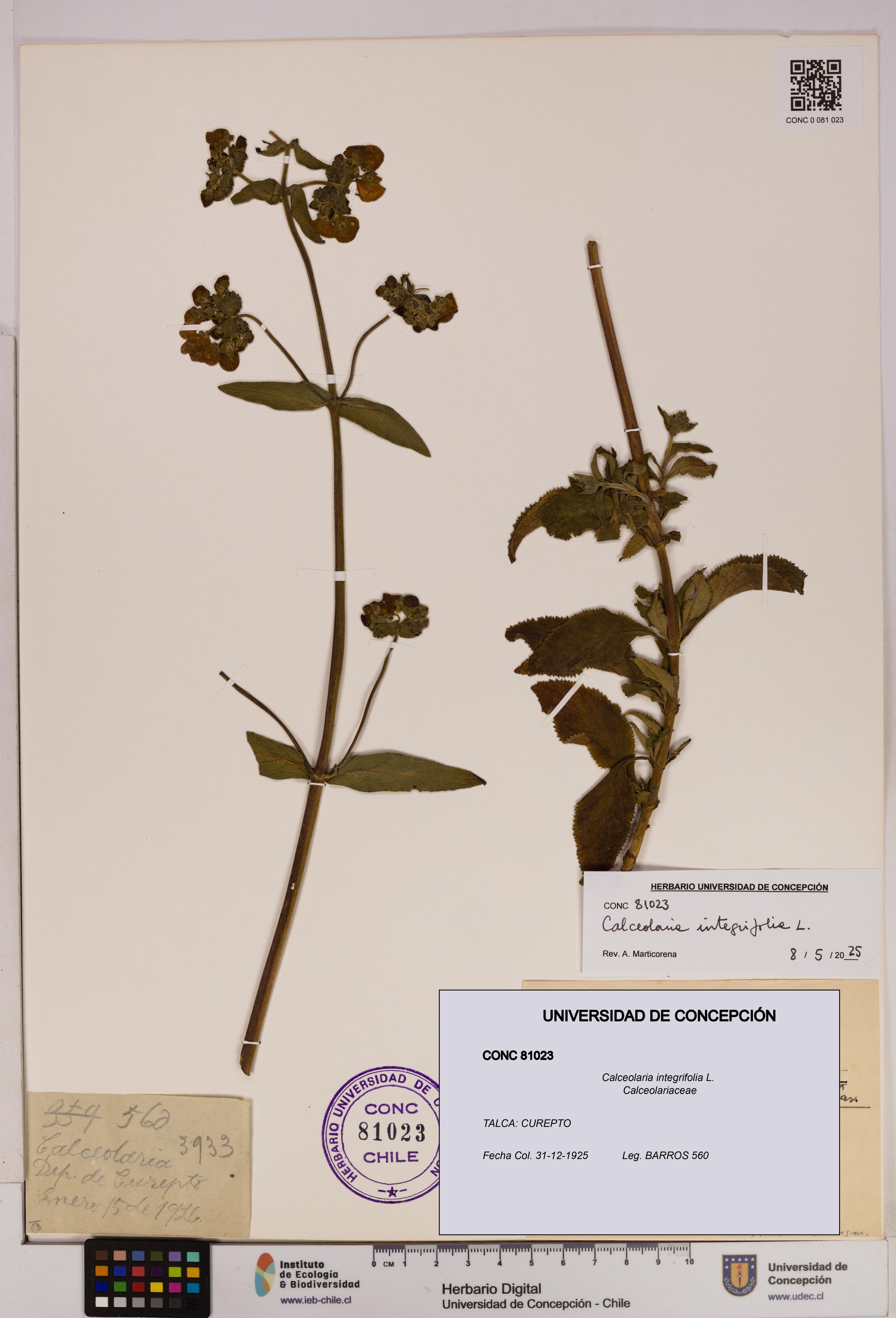 Calceolaria integrifolia [Espécimen: UDEC:CONC:0081023]