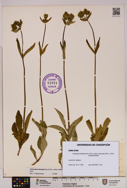Calceolaria dentata subsp. araucana [Espécimen: UDEC:CONC:0081024]