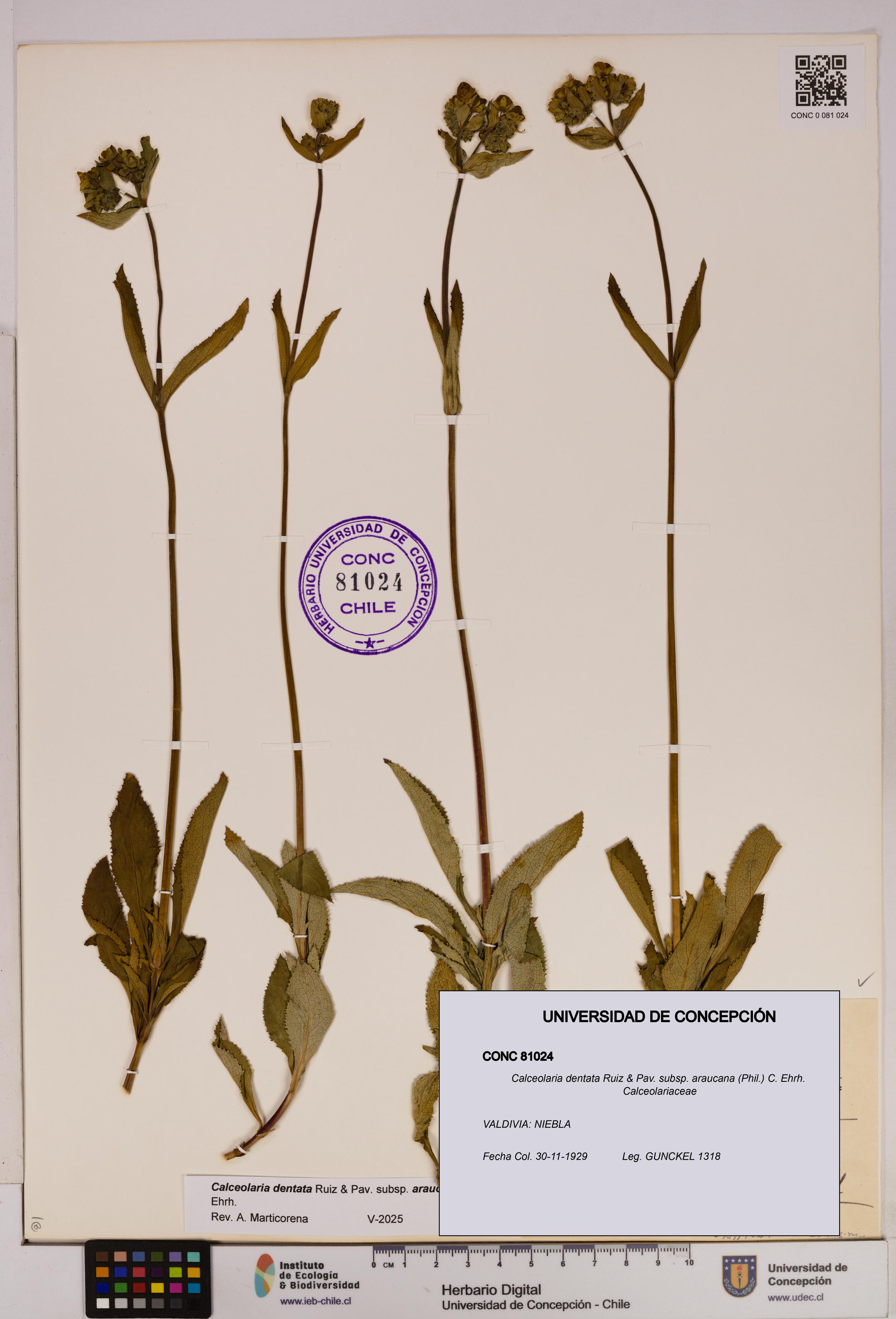 Calceolaria dentata subsp. araucana [Espécimen: UDEC:CONC:0081024]
