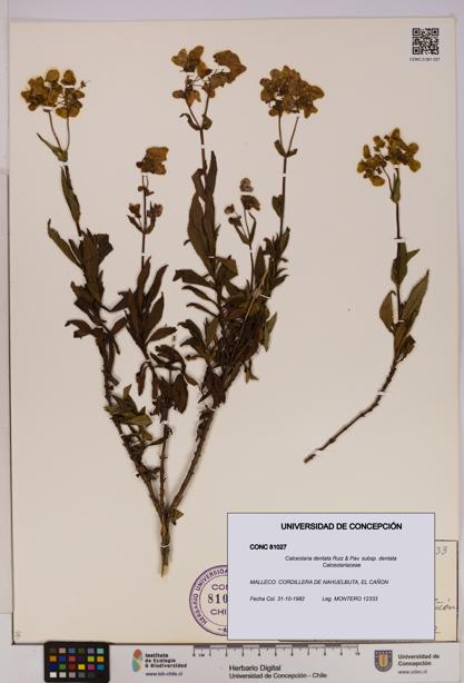 Calceolaria dentata subsp. dentata [Espécimen: UDEC:CONC:0081027]
