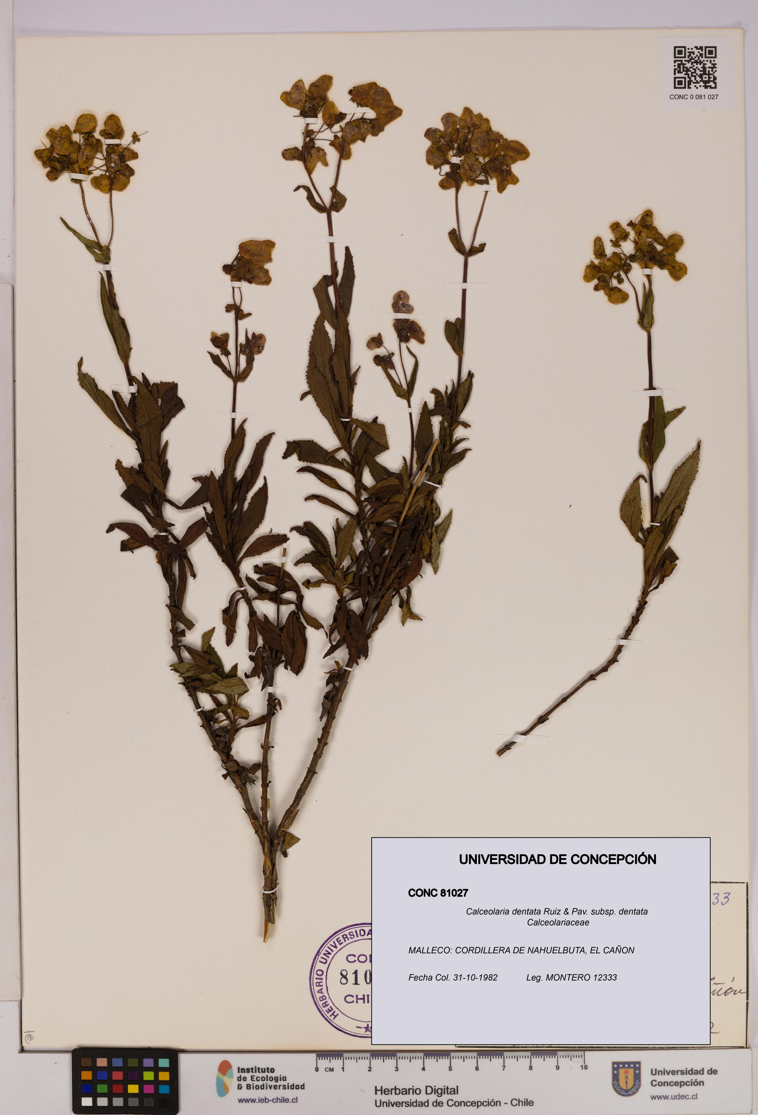 Calceolaria dentata subsp. dentata [Espécimen: UDEC:CONC:0081027]