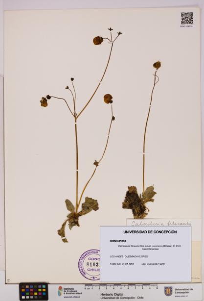 Calceolaria filicaulis [Espécimen: UDEC:CONC:0081031]