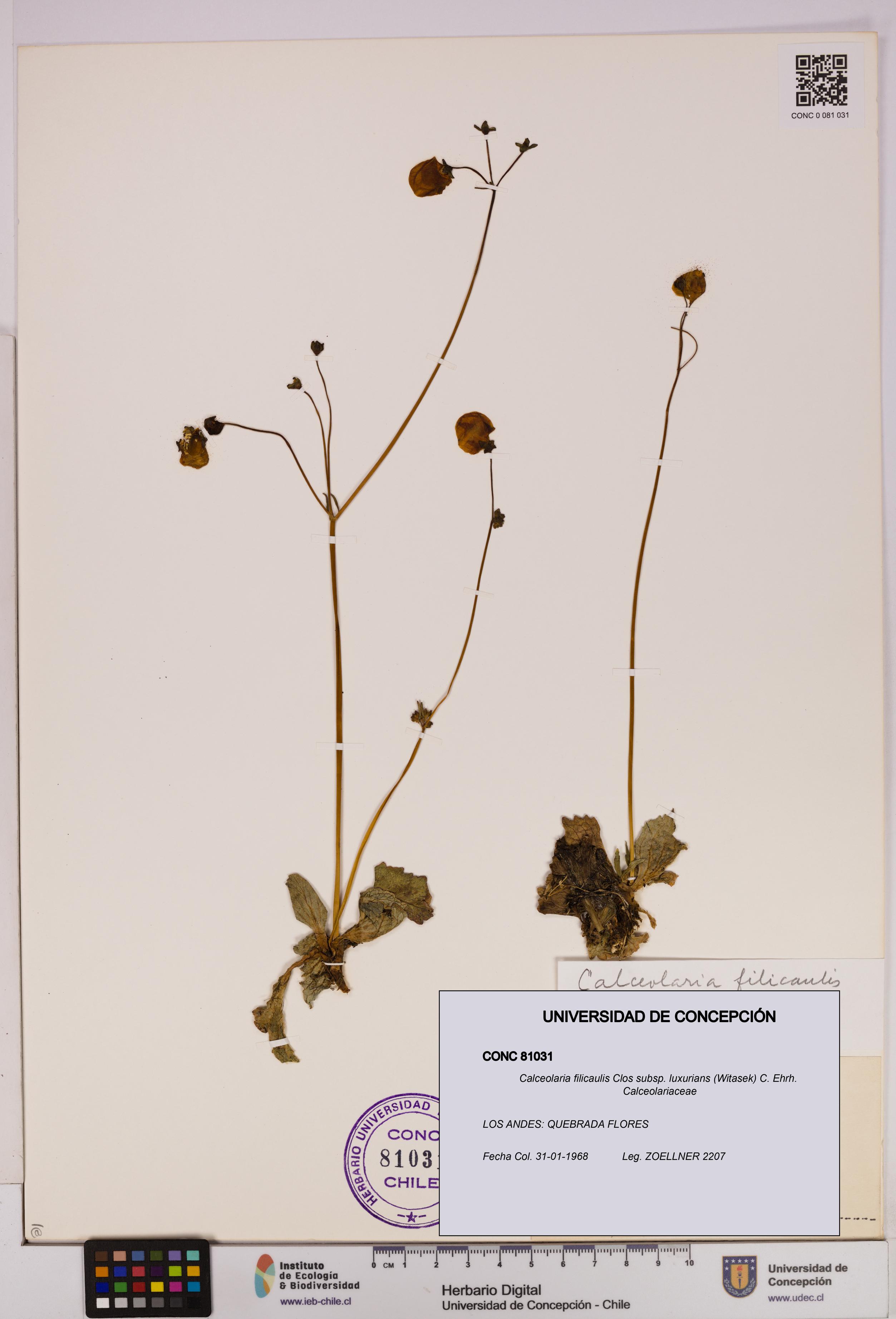 Calceolaria filicaulis [Espécimen: UDEC:CONC:0081031]