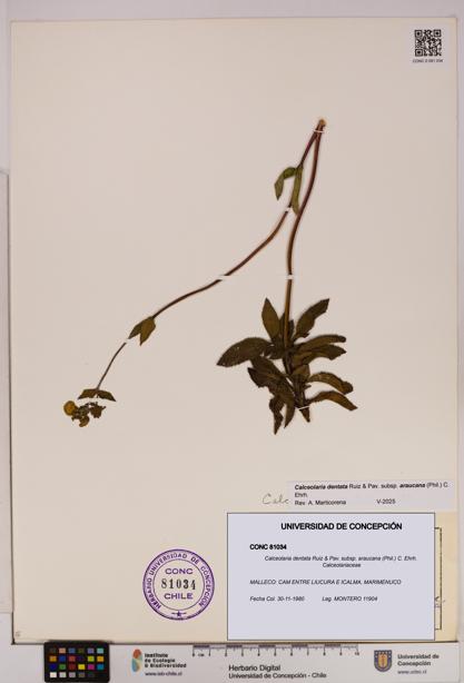 Calceolaria dentata subsp. araucana [Espécimen: UDEC:CONC:0081034]