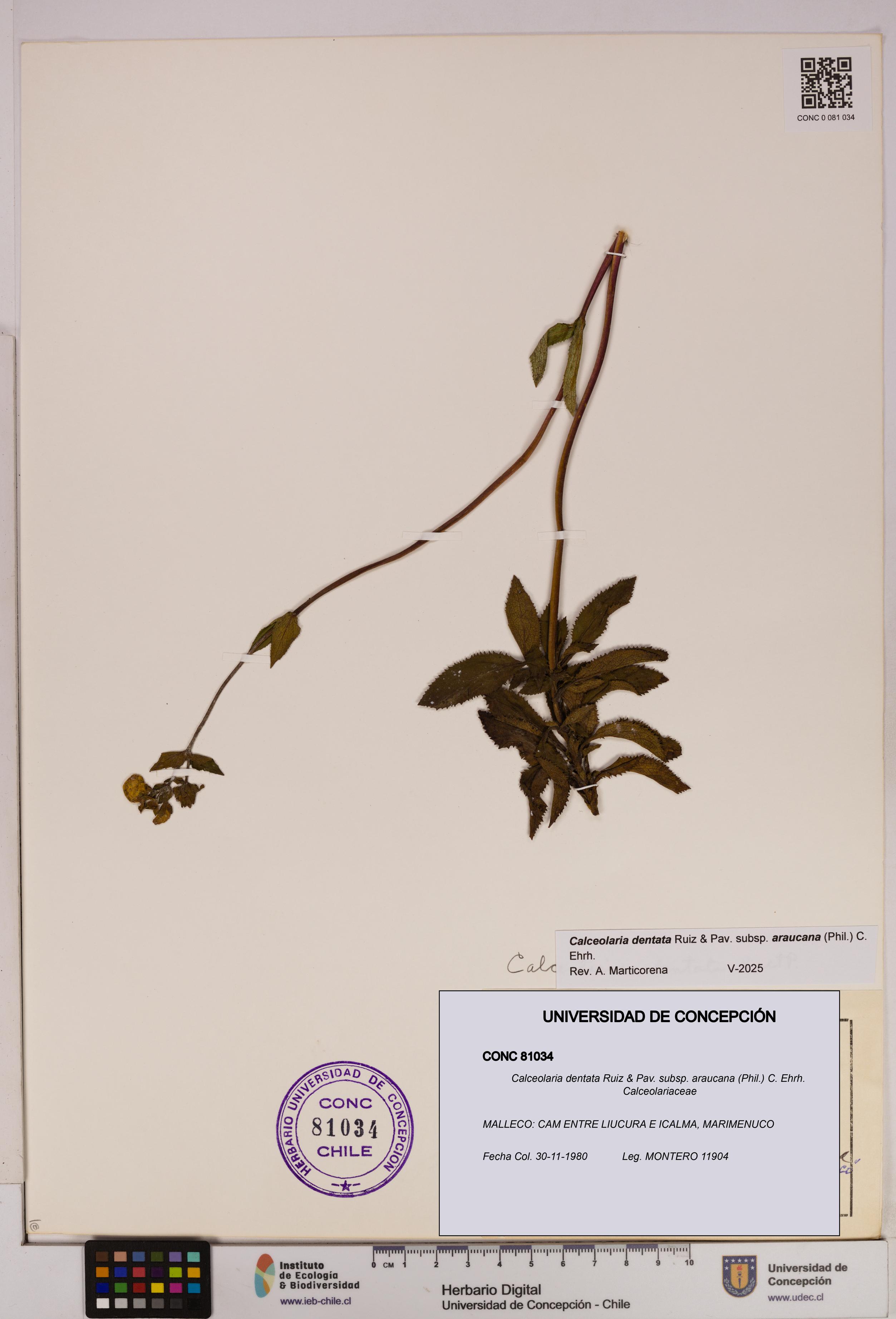 Calceolaria dentata subsp. araucana [Espécimen: UDEC:CONC:0081034]