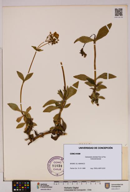 Calceolaria dentata [Espécimen: UDEC:CONC:0081039]