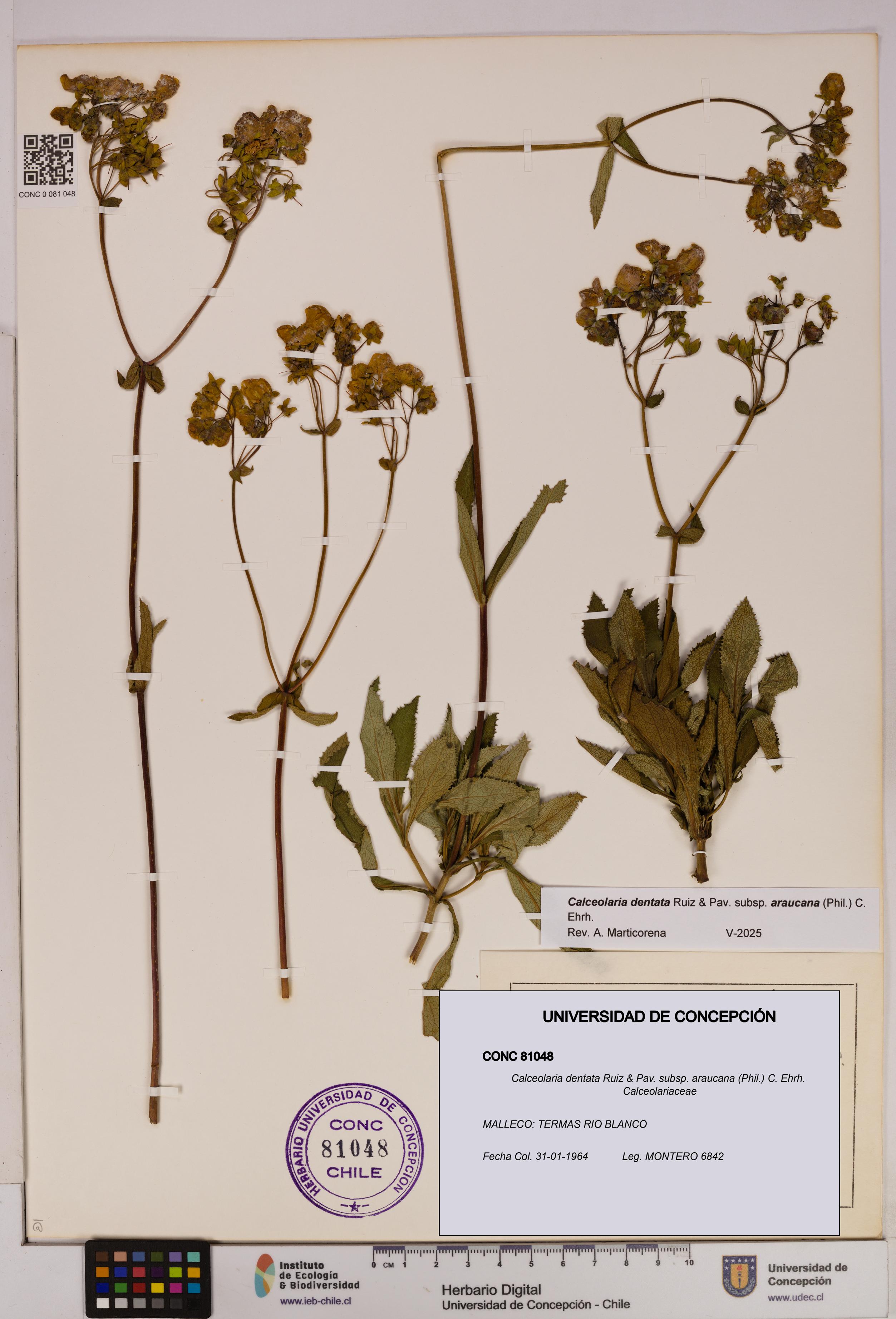 Calceolaria dentata subsp. araucana [Espécimen: UDEC:CONC:0081048]