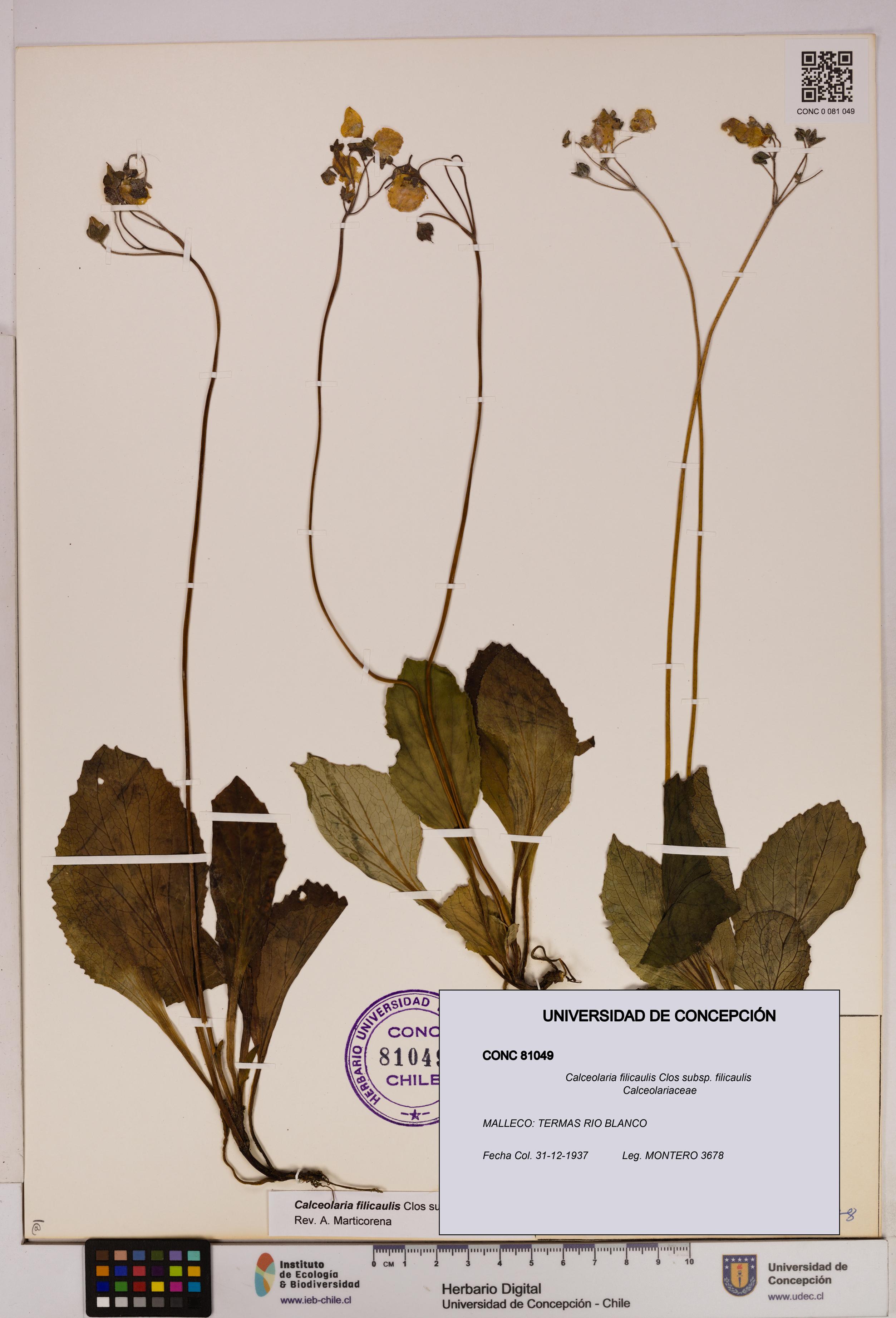 Calceolaria filicaulis subsp. filicaulis [Espécimen: UDEC:CONC:0081049]