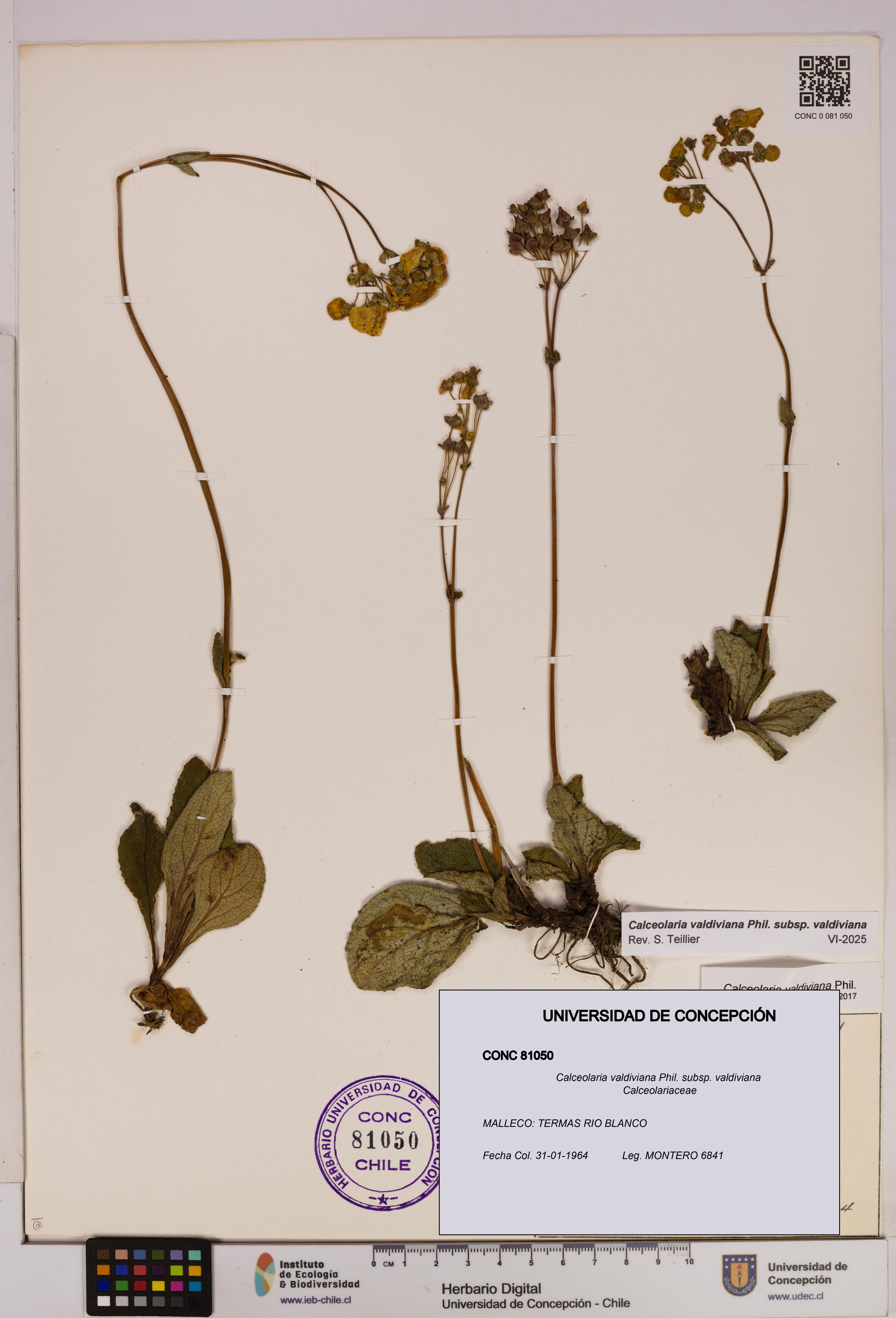 Calceolaria valdiviana subsp. valdiviana [Espécimen: UDEC:CONC:0081050]
