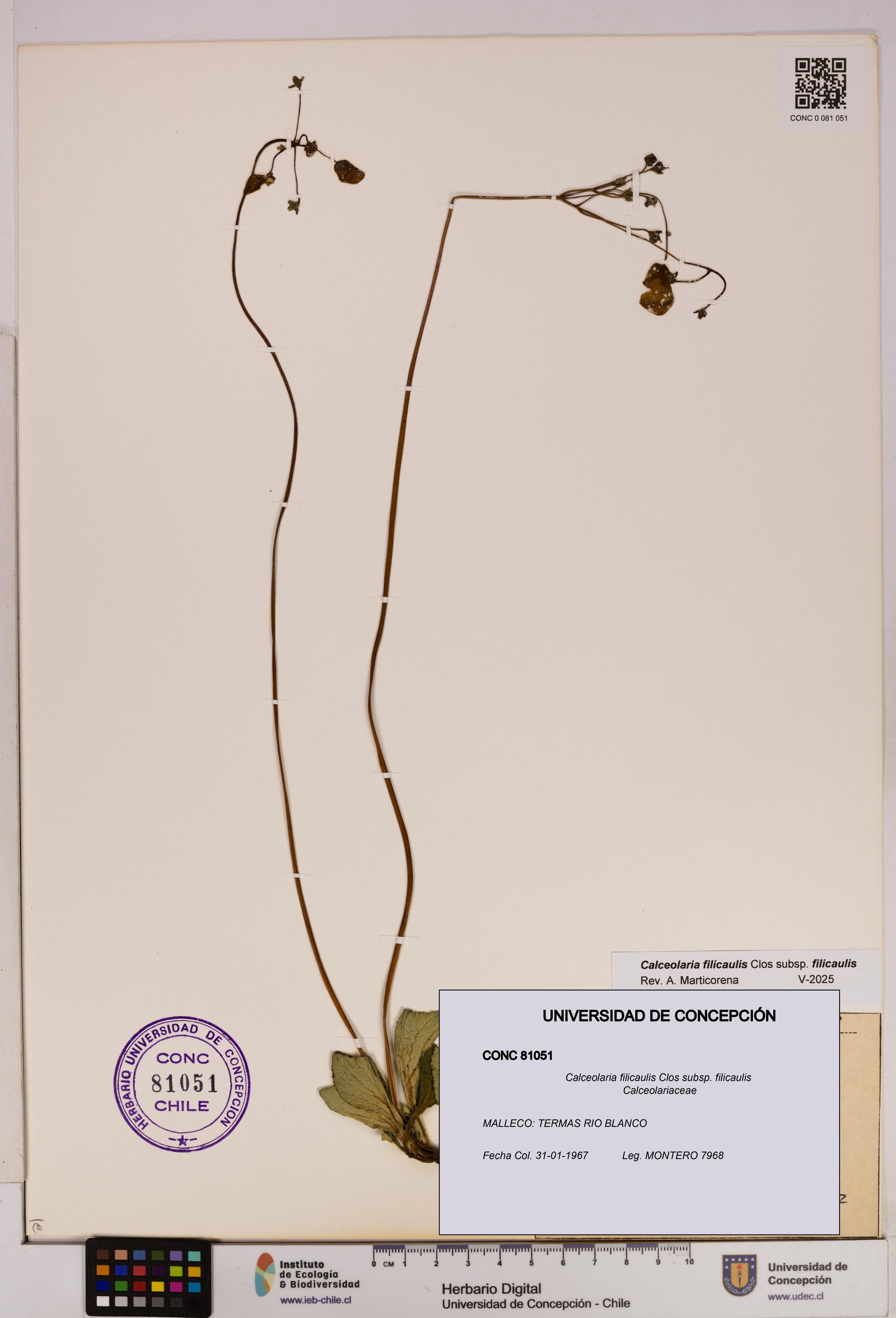 Calceolaria filicaulis subsp. filicaulis [Espécimen: UDEC:CONC:0081051]