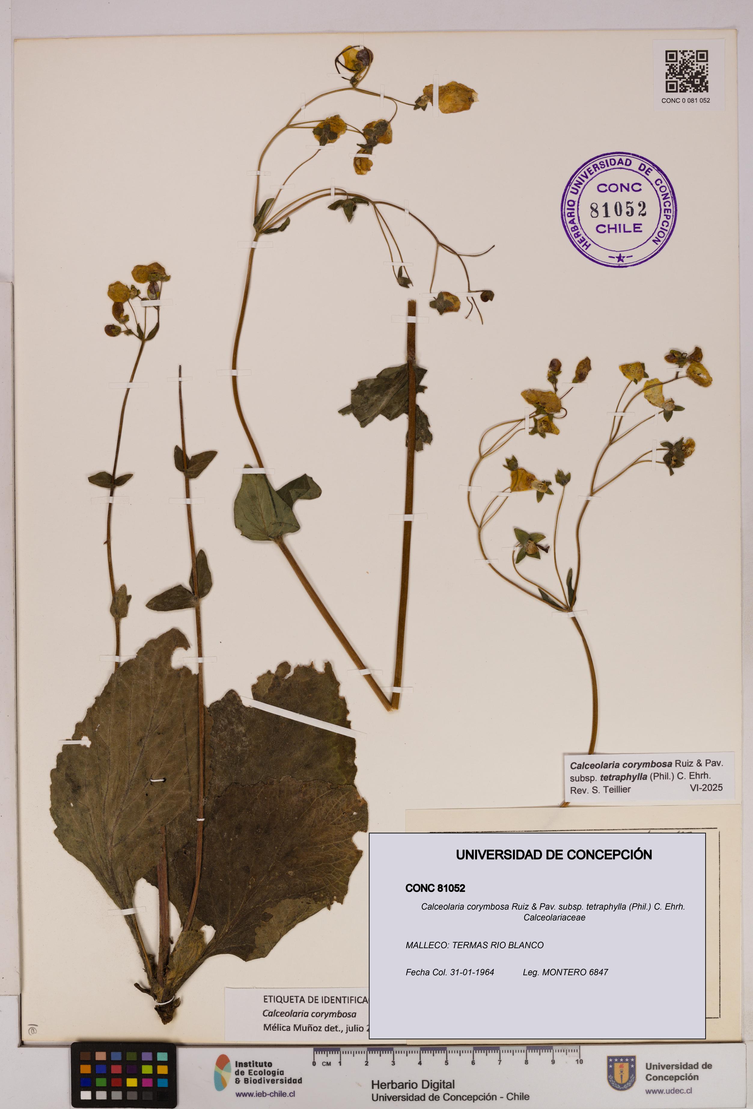 Calceolaria corymbosa [Espécimen: UDEC:CONC:0081052]