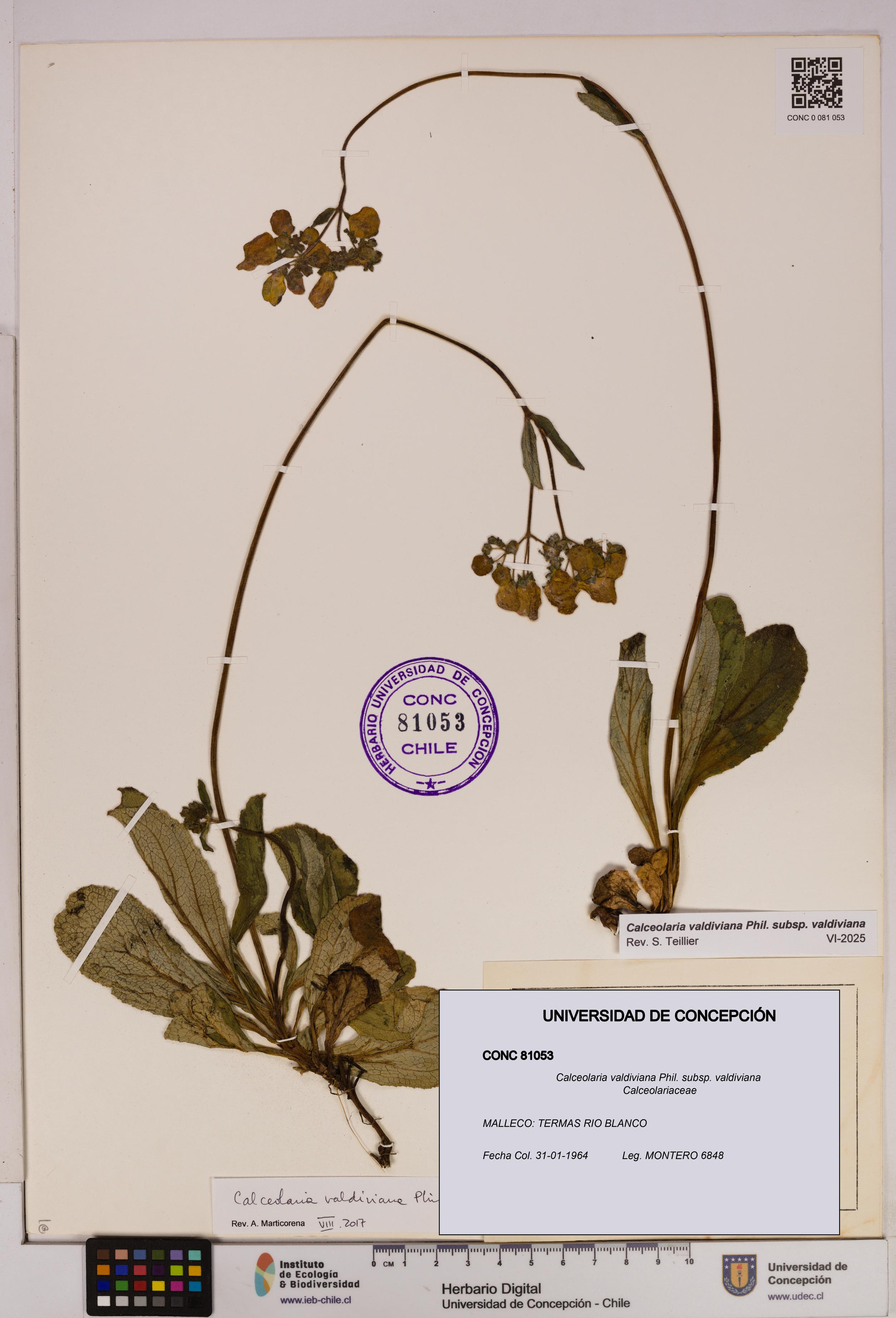 Calceolaria valdiviana subsp. valdiviana [Espécimen: UDEC:CONC:0081053]