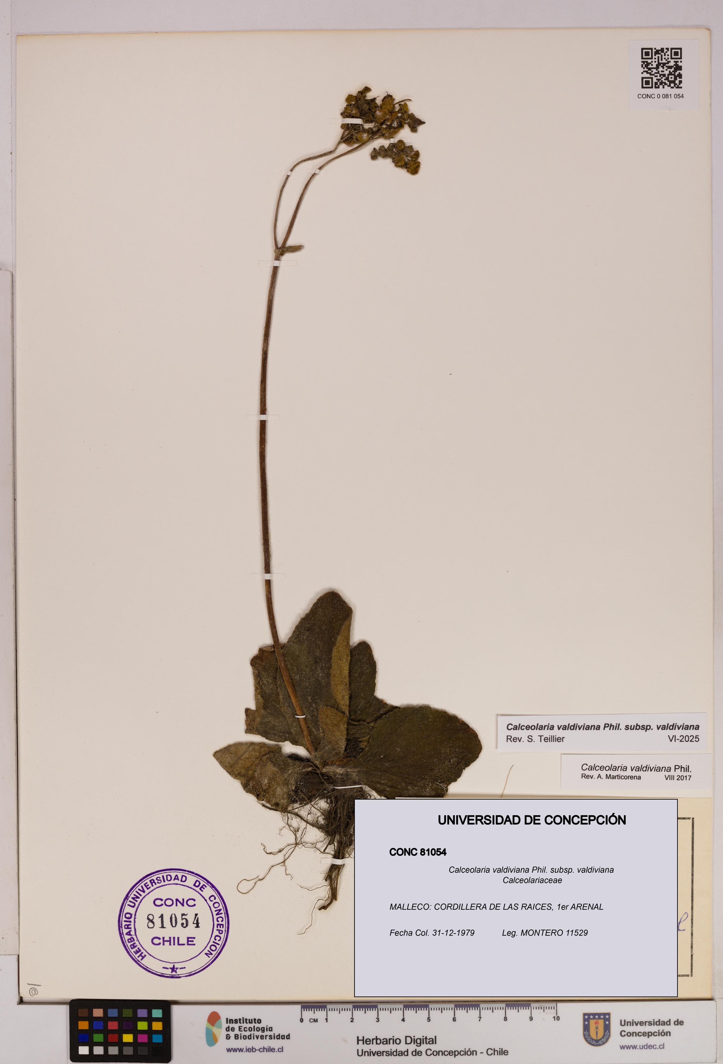 Calceolaria valdiviana subsp. valdiviana [Espécimen: UDEC:CONC:0081054]